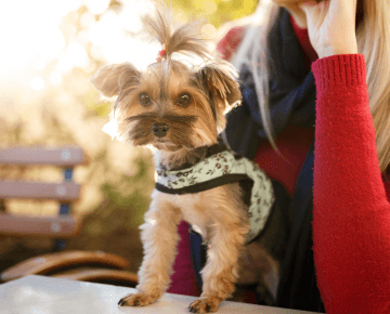 Imagem da facilidade Pet Friendly